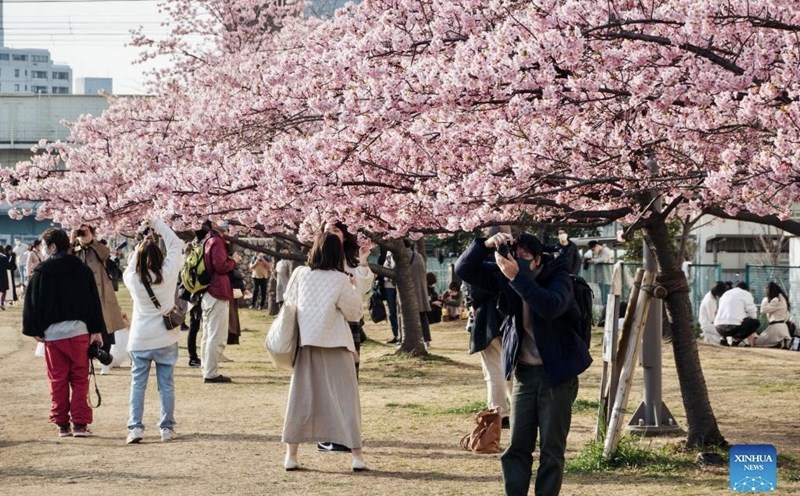 Mùa hoa anh đào vào tháng 3, 4 là thời điểm Nhật Bản đón lượng khách quốc tế lớn. Ảnh: Xinhua