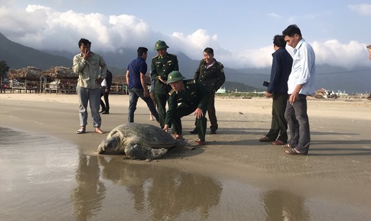 Thả rùa biển nặng 1 tạ về môi trường tự nhiên. Ảnh: Bộ đội Biên phòng cung cấp