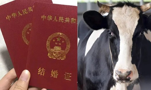 Người phụ nữ ở Trung Quốc báo cảnh sát vì chồng lừa kết hôn chỉ vì hai con bò. Ảnh chụp màn hình Baidu