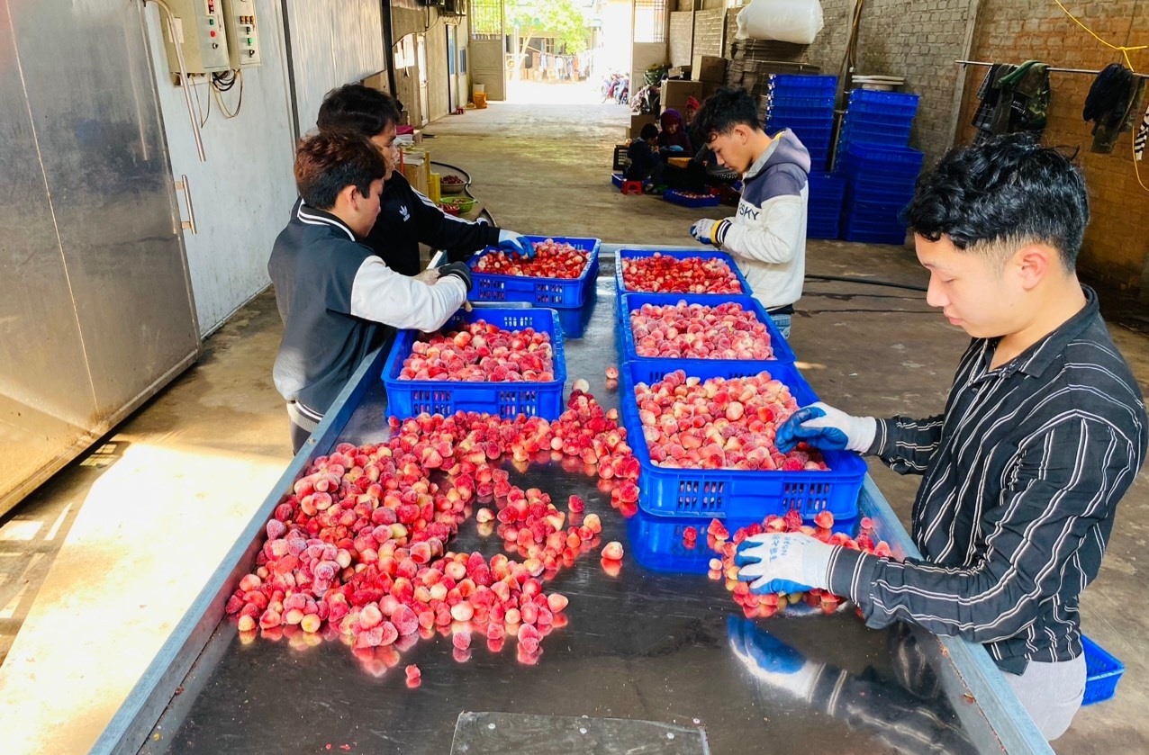 Những thông tin trái chiều về việc dâu tây tẩm, sục hóa chất đã làm ảnh hưởng không nhỏ đến người trồng dâu Sơn La. Ảnh: Dâu tây Xuân Quế