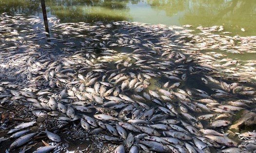 Hình ảnh cá chết hàng loạt trên mặt sông Darling ở Australia. Ảnh: New Corp