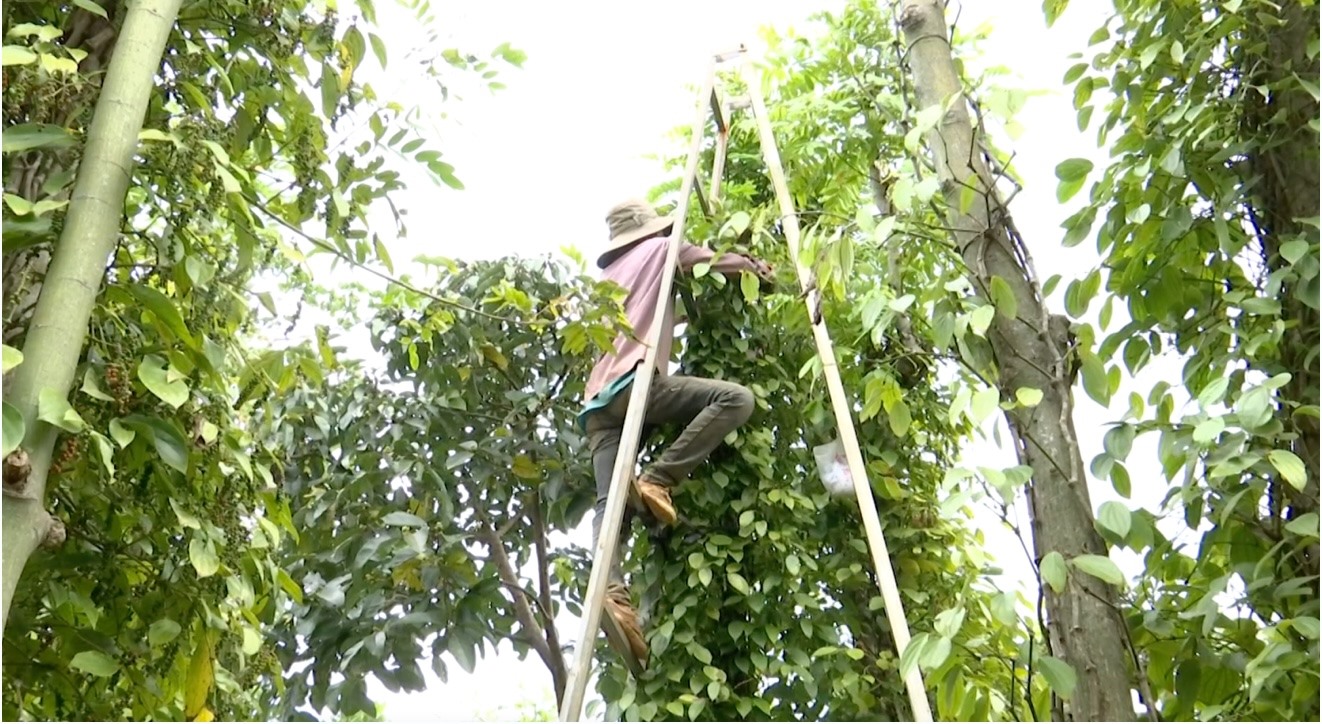 Người dân Đắk Lắk thu hái tiêu. Ảnh: Bảo Trung