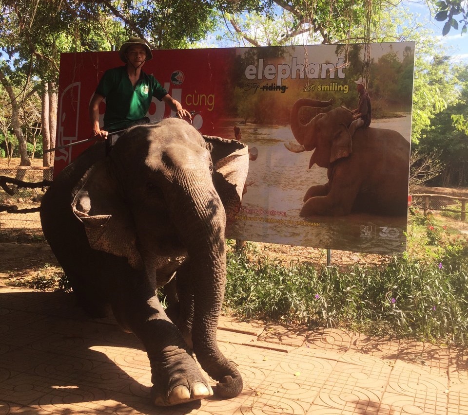 Các chủ voi mong muốn sẽ có mức thu nhập ổn định sau khi bỏ dịch vụ cưỡi voi sang thân thiện với loài vật này. Ảnh: Bảo Trung