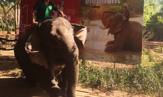 Các chủ voi mong muốn sẽ có mức thu nhập ổn định sau khi bỏ dịch vụ cưỡi voi sang thân thiện với loài vật này. Ảnh: Bảo Trung