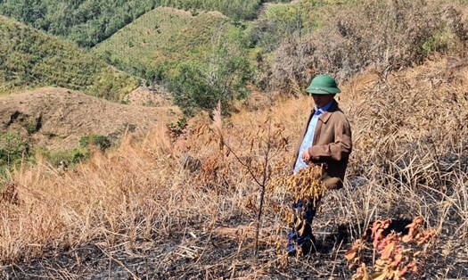 Nhiều diện tích rừng trồng của Ban Quản lý rừng phòng hộ Gia Nghĩa đã bị đốt cháy. Ảnh: Bảo Lâm