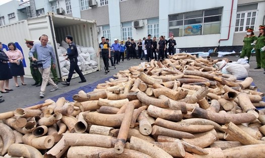 Khoảng 7 tấn ngà voi bị bắt giữ Ảnh: Đại An