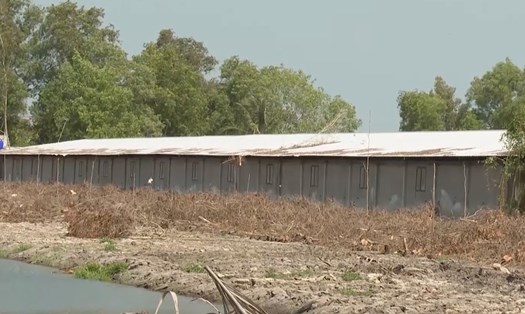 Trang trại nuôi heo gây ô nhiễm môi trường ở Bạc Liêu