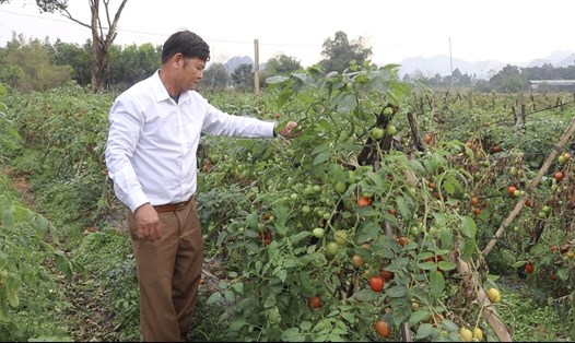 Vượt qua những khó khăn vất vả, nông dân Nguyễn Duy Lành ở xứ Mường tỉnh  Hòa Bình đã vươn lên trở thành tỉ phú. Ảnh: Minh Nguyễn