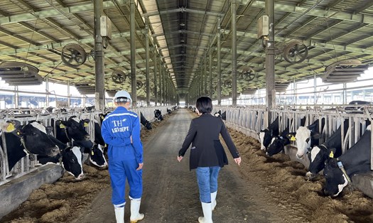 Trang trại bò sữa công nghệ cao Phú Yên bị xử phạt 560 triệu đồng. Ảnh: Hoài Luân