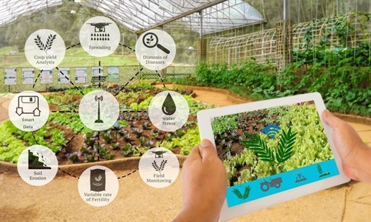 Ứng dụng công nghệ AI vào nông nghiệp giúp nâng cao chất lượng sản phẩm. Ảnh: Tuấn Long