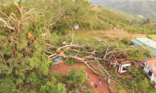Nhiều cành, thân của cây đa di sản ở Đắk Nông bị giông lốc quật gãy. Ảnh: Phan Tuấn