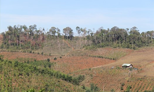 Tình trạng người dân di cư tự do đã gây ra nhiều áp lực cho tỉnh Đắk Nông trong công tác quản lý, bảo vệ rừng. Ảnh: BẢO LÂM
