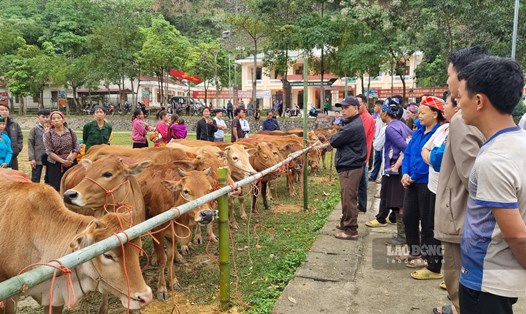 Quỹ XHTT Tấm lòng Vàng trao tặng bò giống cho các gia đình có hoàn cảnh khó khăn tại Hà Giang.