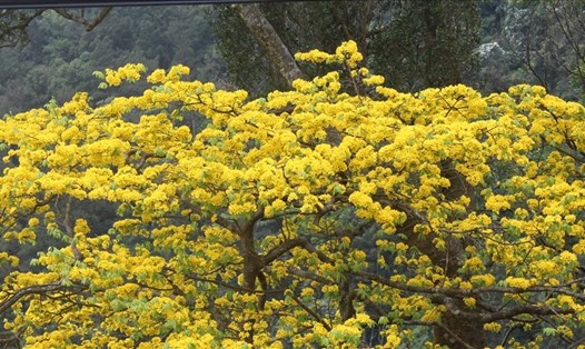 Mai vàng mọc tự nhiên trên Yên Tử thường bắt đầu bung hoa vào tháng 2 âm lịch và kéo dài khoảng 1 tháng. Ảnh: Nguyễn Hùng
