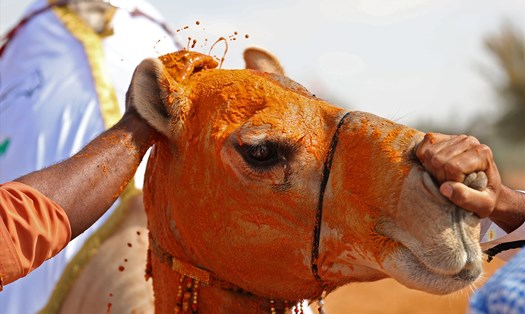 "Nữ hoàng sắc đẹp" lạc đà ở Dubai. Ảnh: CNN Travel