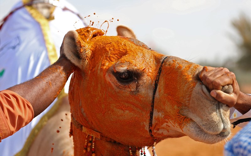 "Nữ hoàng sắc đẹp" lạc đà ở Dubai. Ảnh: CNN Travel