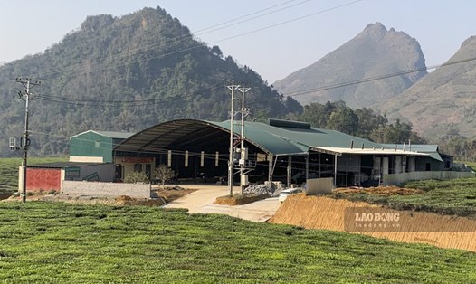 Nhà máy chè của Công ty TNHH một thành viên giống vật tư nông nghiệp Tây Bắc tại Lai Châu. Ảnh: Thanh Bình.