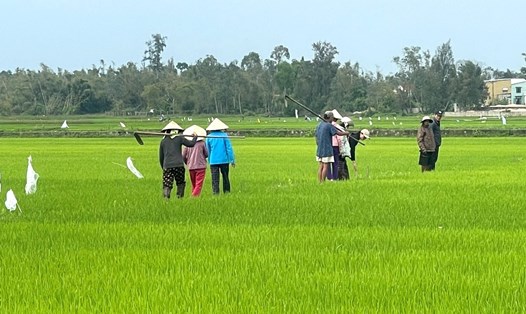 Ngành Nông nghiệp Quảng Nam hướng dẫn nông dân khắc phục bất lợi do thời tiết, nguồn nước. Ảnh: Hoàng Bin