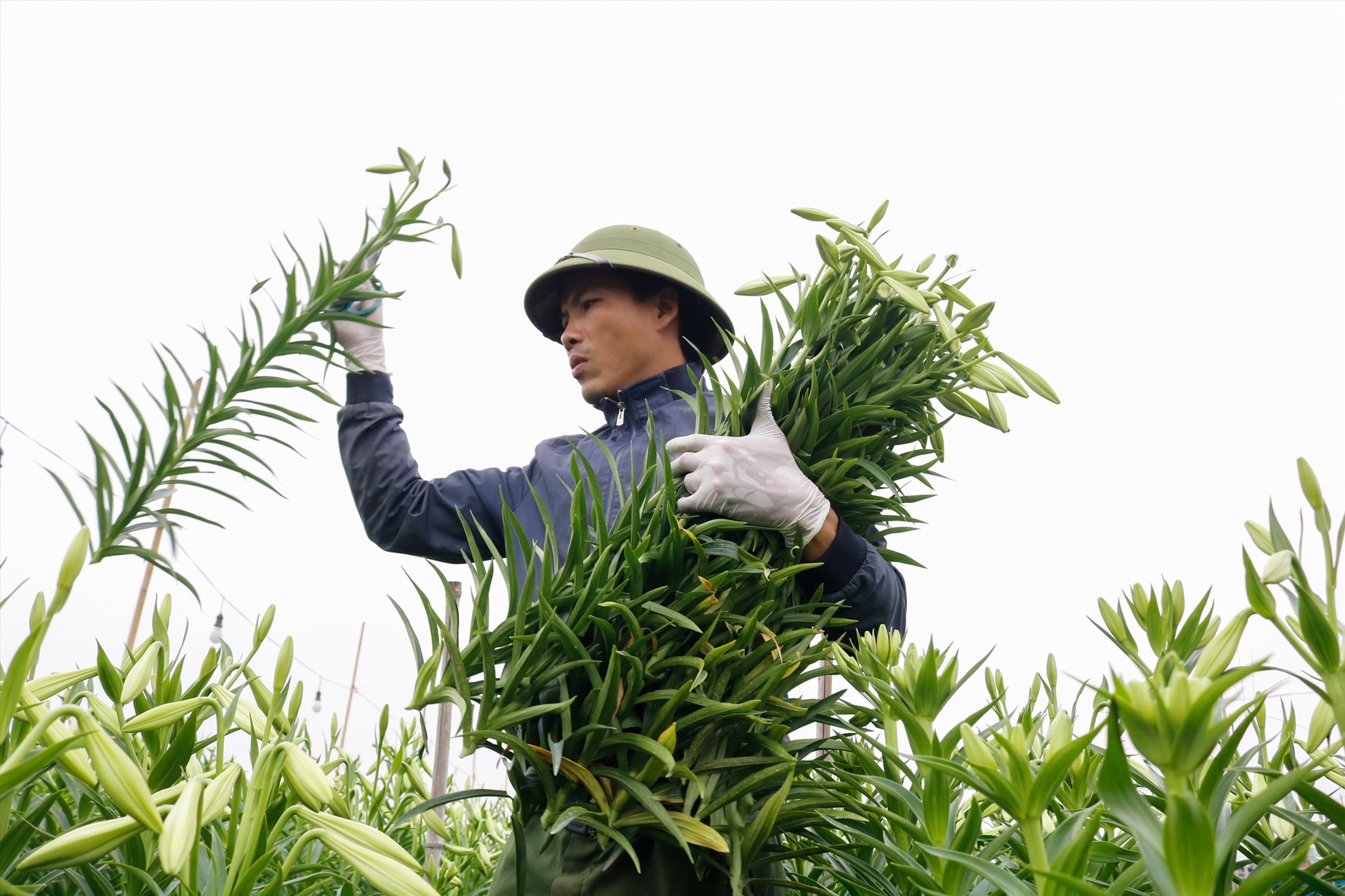 Người dân tất bật thu hoạch hoa bán cho mối buồn hoặc đem ra chợ bán. Ảnh: Thu Hiền