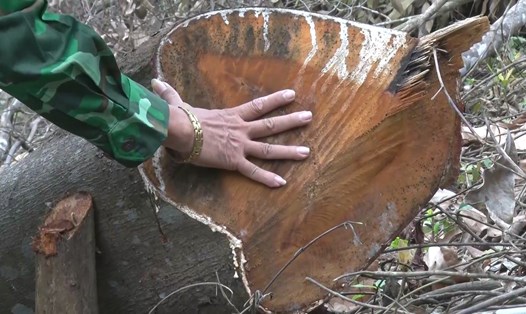 Trong các vụ phá rừng bị phát hiện gần đây tại Quảng Bình, nhiều cây có tuổi đời hàng chục năm, đường kính lên tới gần 50cm. Ảnh: Cộng tác viên