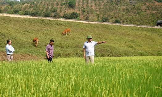 Phó Chủ tịch UBND tỉnh Đắk Nông Lê Trọng Yên (đội mũ) kiểm tra thực tế mực nước ở các cánh đồng. Ảnh: Bảo Lâm