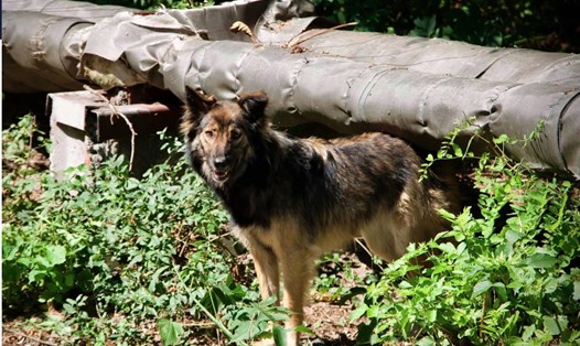 Nghiên cứu tập trung vào 302 con chó thả rông sống trong Khu vực Nguy hiểm (Exclusion Zone) bao quanh khu vực xảy ra thảm hoạ Chernobyl. Ảnh: Tim Mousseau/Đại học Nam Carolina