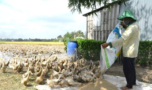 Lo cúm A lây lan, tỉnh Bạc Liêu tăng cường kiểm tra giám sát gia cầm, nhất là vịt chạy đồng. Ảnh: Nhật Hồ