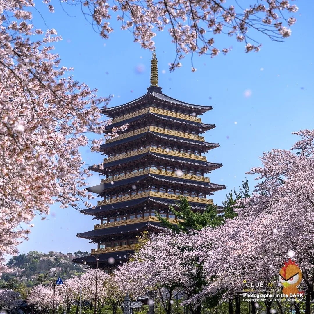 Ảnh: @the_redchicken