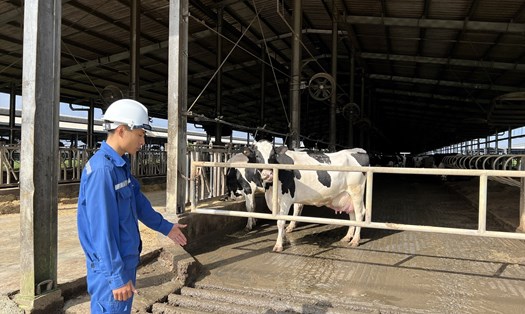 Vụ ô nhiễm trang trại bò sữa tại Phú Yên: Doanh nghiệp lên tiếng. Ảnh: Hoài Luân