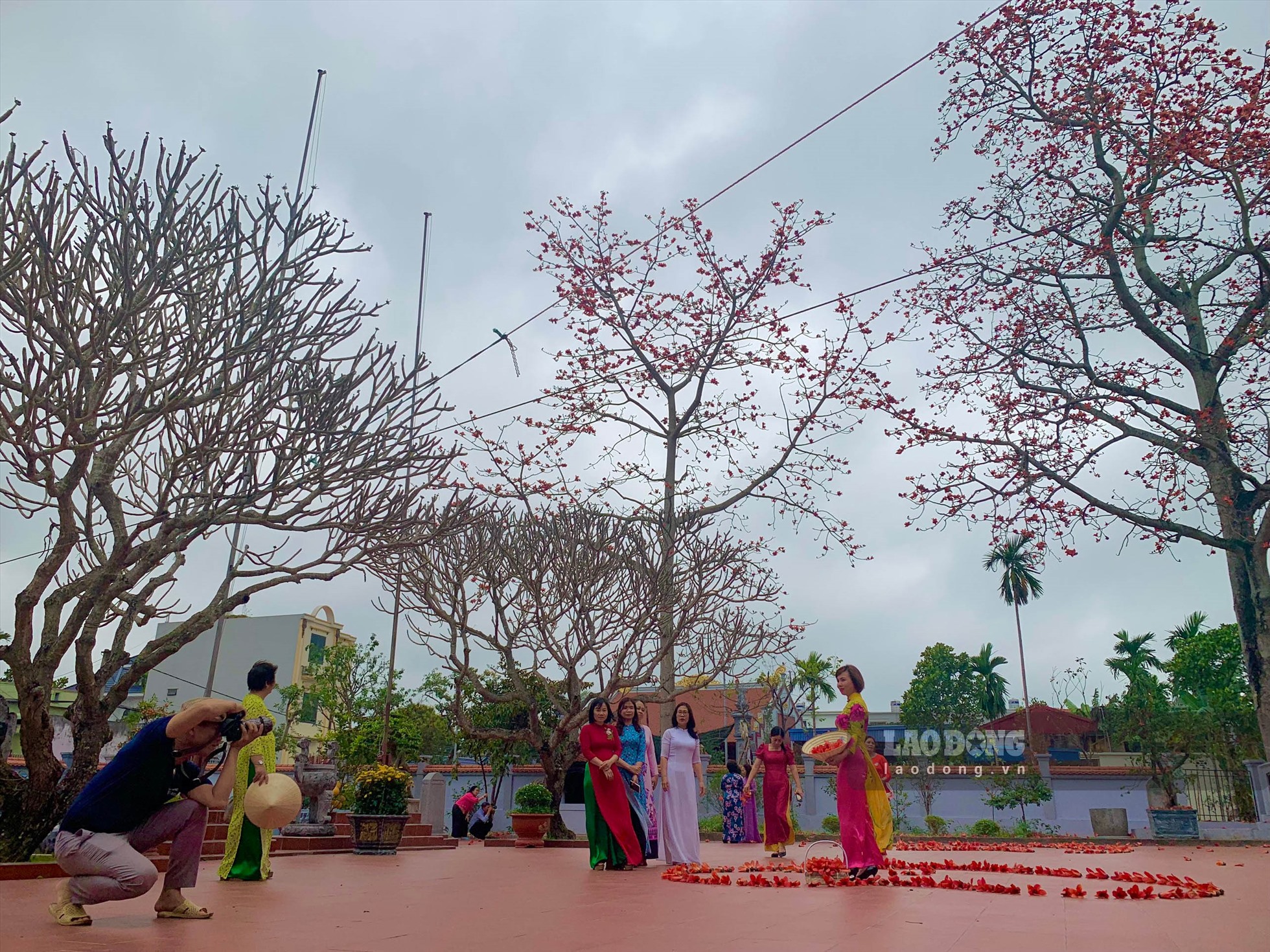 Người dân Hải Phòng thích thú check in cây gạo cổ thụ đỏ rực góc trời. Ảnh: Lương Hà