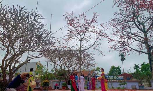 Người dân Hải Phòng thích thú check in cây gạo cổ thụ đỏ rực góc trời. Ảnh: Lương Hà