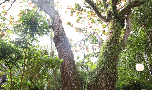 Bên trong khu danh thắng Ngũ Hành Sơn hiện có 7 cây được công nhận là Cây di sản Việt Nam. Ảnh: Văn Trực