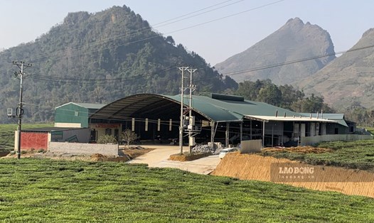 Nhà máy chè của Công ty TNHH một thành viên giống vật tư nông nghiệp Tây Bắc tại Lai Châu. Ảnh: THANH BÌNH