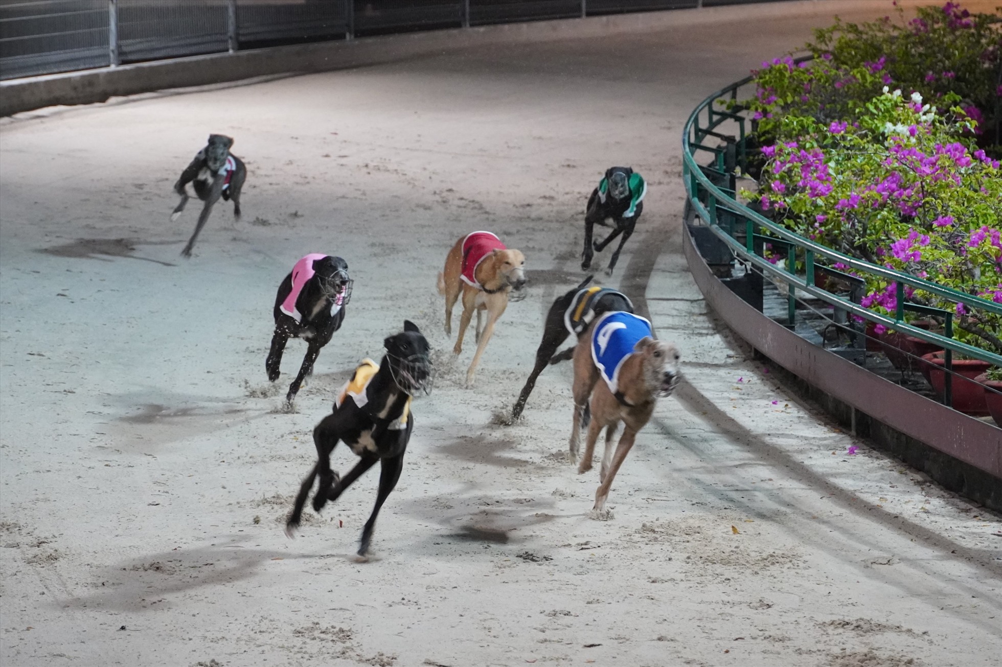 Những chú chó đeo số đang nỗ lực trên đường đua. Ảnh: Thành An