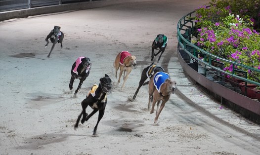 Những chú chó đeo số đang nỗ lực trên đường đua. Ảnh: Thành An
