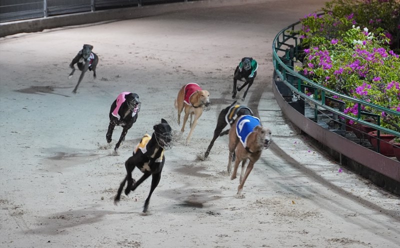 Những chú chó đeo số đang nỗ lực trên đường đua. Ảnh: Thành An