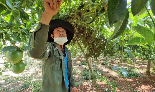Người nông dân ở tỉnh Gia Lai bên vườn chanh dây sau khi phá bỏ diện tích cây cà phê. Ảnh: Thanh Tuấn