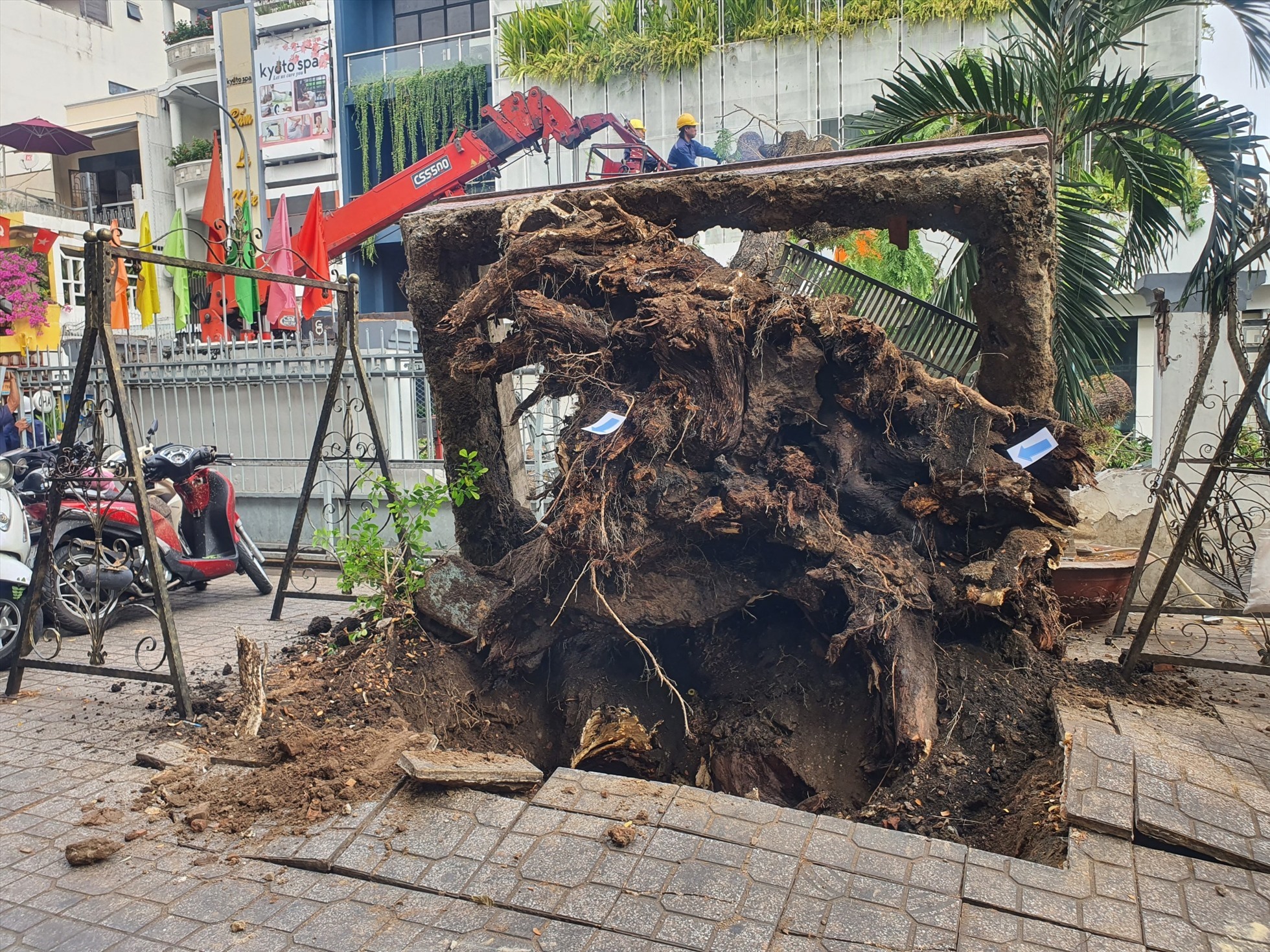 Hình ảnh cây Điệp đổ, bật gốc tại Trường THCS Trần Văn Ơn. Ảnh: Chân Phúc