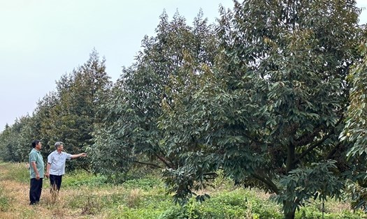 Vườn sầu riêng rộng hơn 16ha của anh Nguyễn Thanh Nhàn đang được sản xuất theo tiêu chuẩn VietGap. Ảnh: Phan Tuấn