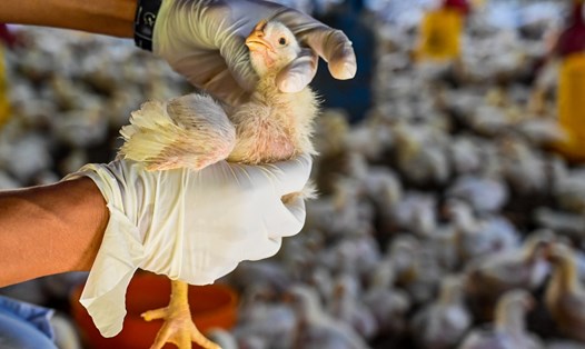 Nhân viên chính phủ kiểm tra gà con để tìm dấu hiệu cúm gia cầm tại một trang trại gia cầm ở Darul Imarah, tỉnh Aceh, Indonesia. Ảnh minh họa. Ảnh: AFP