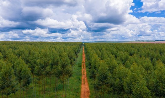 Apple đang mở rộng Quỹ khôi phục để bảo vệ các khu rừng nguyên sinh, khôi phục các khu rừng bị tàn phá để trung hòa carbon vào năm 2030. Ảnh: Apple