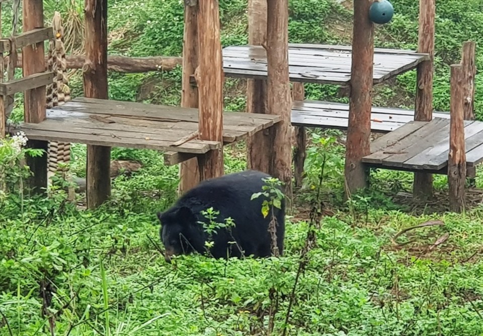 Cơ sở bảo tồn gấu Ninh Bình đang nuôi dưỡng và chăm sóc cho 47 cá thể gấu. Ảnh: Diệu Anh