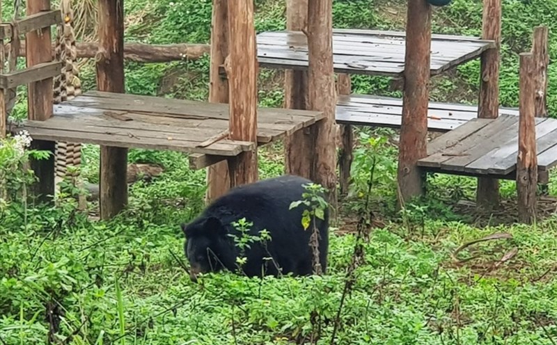 Cơ sở bảo tồn gấu Ninh Bình đang nuôi dưỡng và chăm sóc cho 47 cá thể gấu. Ảnh: Diệu Anh