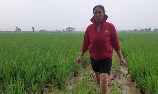 Người dân thôn Trác Bút trên cánh đồng lúa nằm trong diện tích đất thu hồi cho dự án KCN Bắc Ninh 2. Ảnh: Trần Tuấn