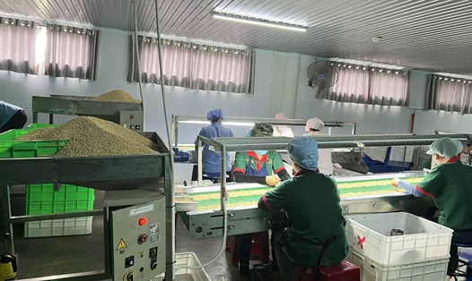 Hiện Công ty Long Sơn giải quyết việc làm cho hơn 1.500 lao động tại Phú Yên và rất cần một môi trường hoạt động an toàn. Ảnh TH