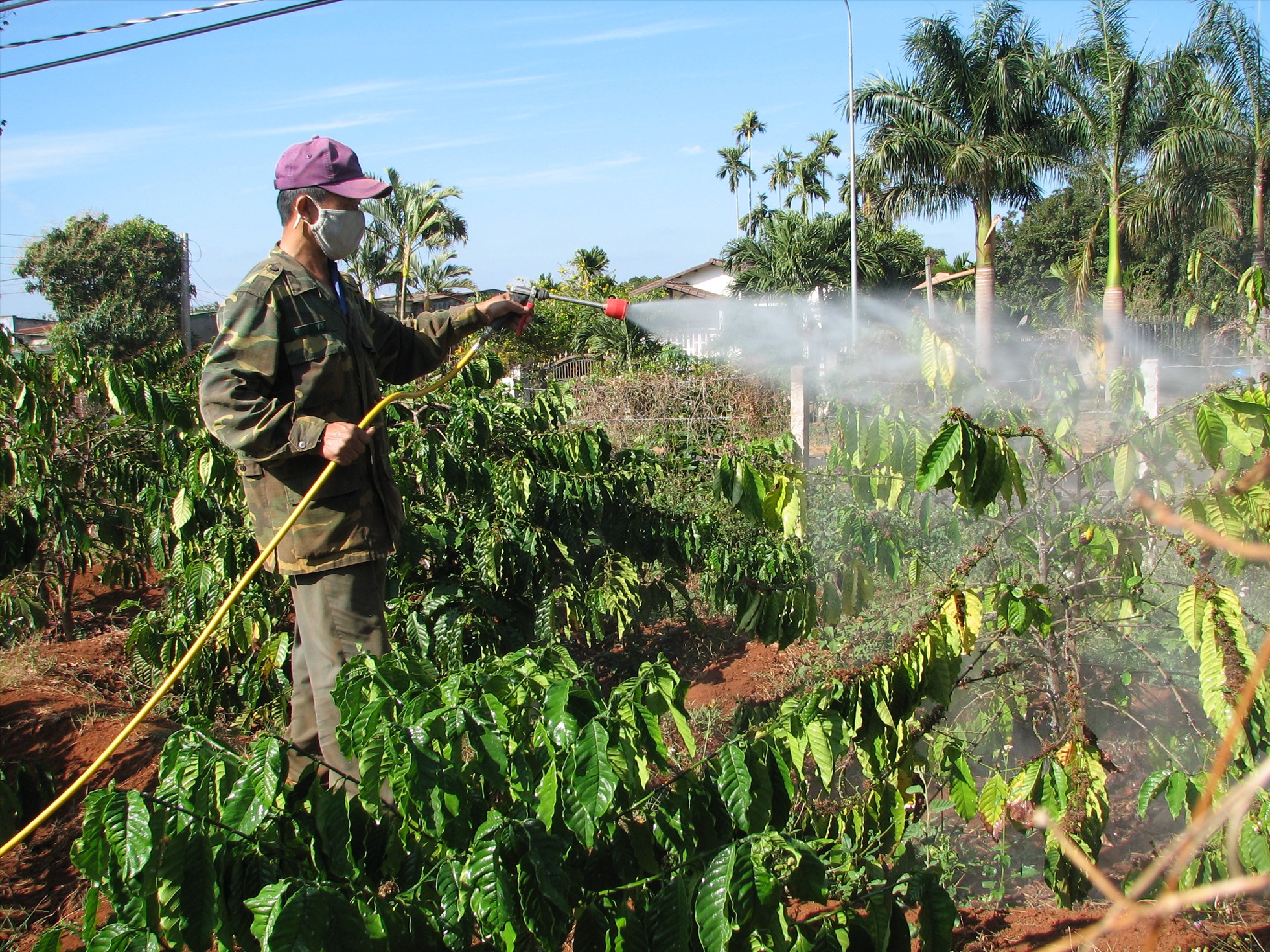 Người dân Đắk Nông diệt trừ rệp sáp tấn công vườn cà phê. Ảnh: Bảo Lâm
