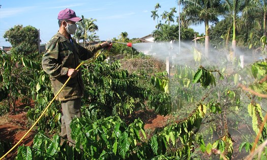 Người dân Đắk Nông diệt trừ rệp sáp tấn công vườn cà phê. Ảnh: Bảo Lâm