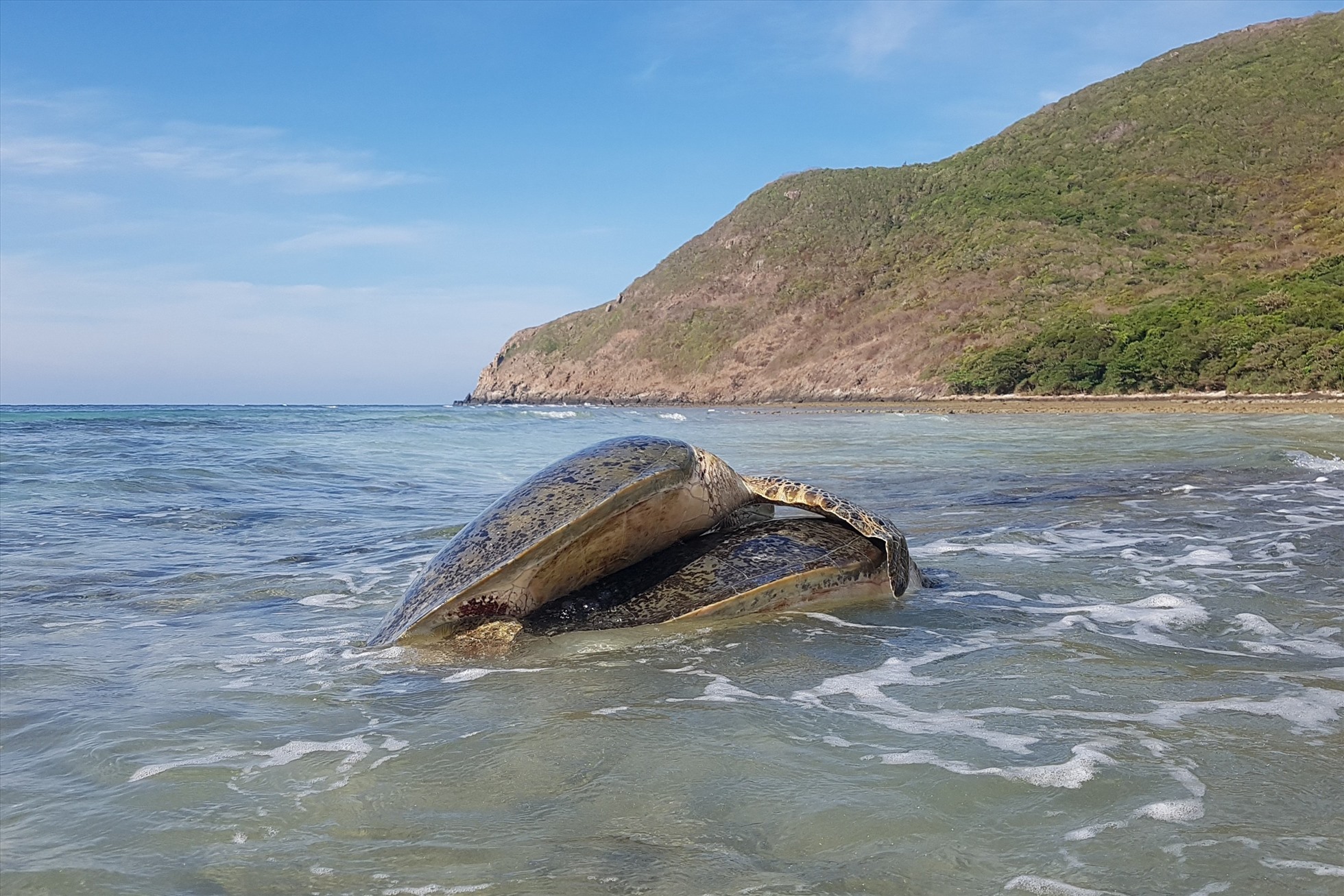 Vườn Quốc gia Côn Đảo sẵn sàng cho mùa cao điểm sinh sản của rùa biển