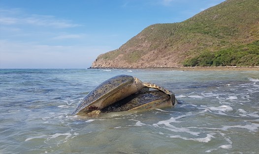 Rùa biển bắt cặp khi vào mùa sinh sản tại Côn Đảo. Ảnh: Vườn Quốc gia Côn Đảo