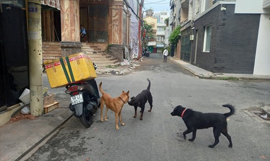 Tình trạng chó thả rông, không rọ mõm vẫn diễn ra trên nhiều đường phố tại Thành phố Hồ Chí Minh. Ảnh: Nguyễn Đước